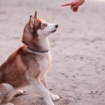 On Command Dog Training: Master Your Dog Today!