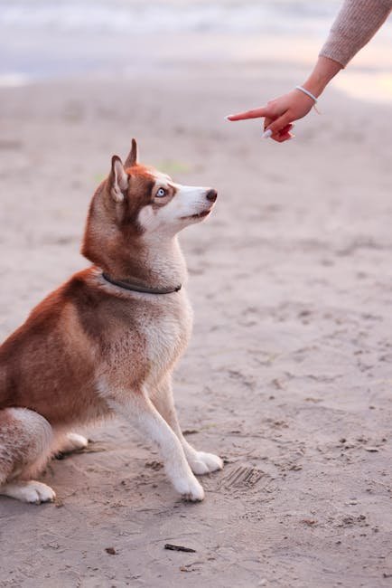 On Command Dog Training: Master Your Dog Today!