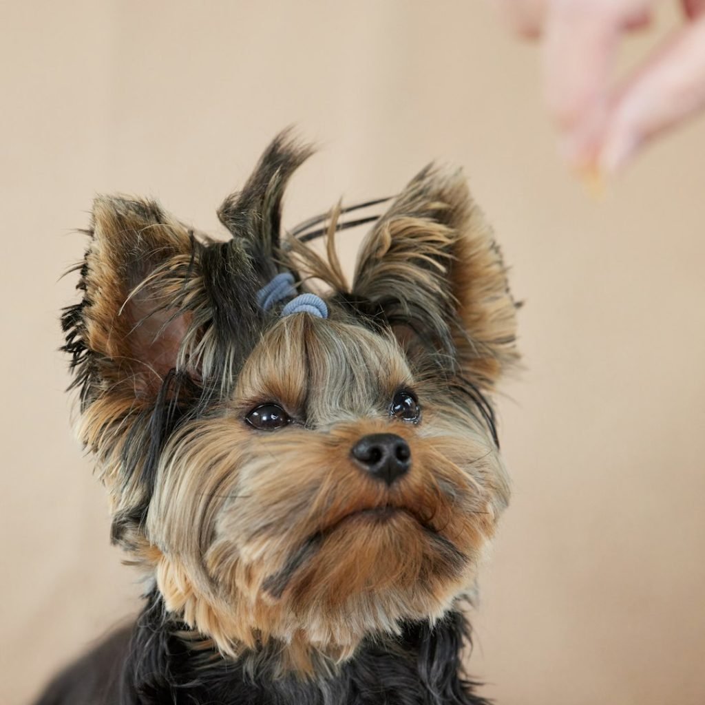 Online Dog Grooming School: Master Pet Styling Skills