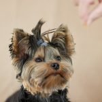 Online Dog Grooming School: Master Pet Styling Skills