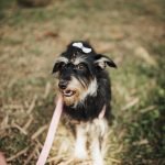 Online Dog Training Courses Free: Transform Your Pup Today