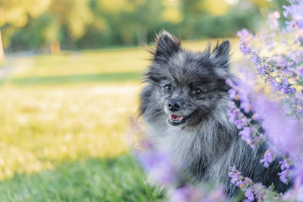 Papillon Mix Dog Breeds: Discover Unique Companions