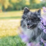 Papillon Mix Dog Breeds: Discover Unique Companions