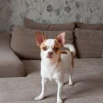 Paws Dog Grooming: Transform Your Pet’s Look Today