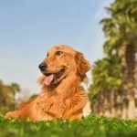 Pet Insurance Dog Cost: Maximize Savings & Coverage