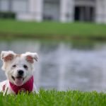 Pet Insurance Florida for Dogs: Secure Your Pup’s Health