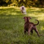Pet Insurance for Dog Surgery: Protect Your Pup’s Health