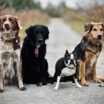 Pet Insurance for Dogs No Waiting Period: Instant Coverage