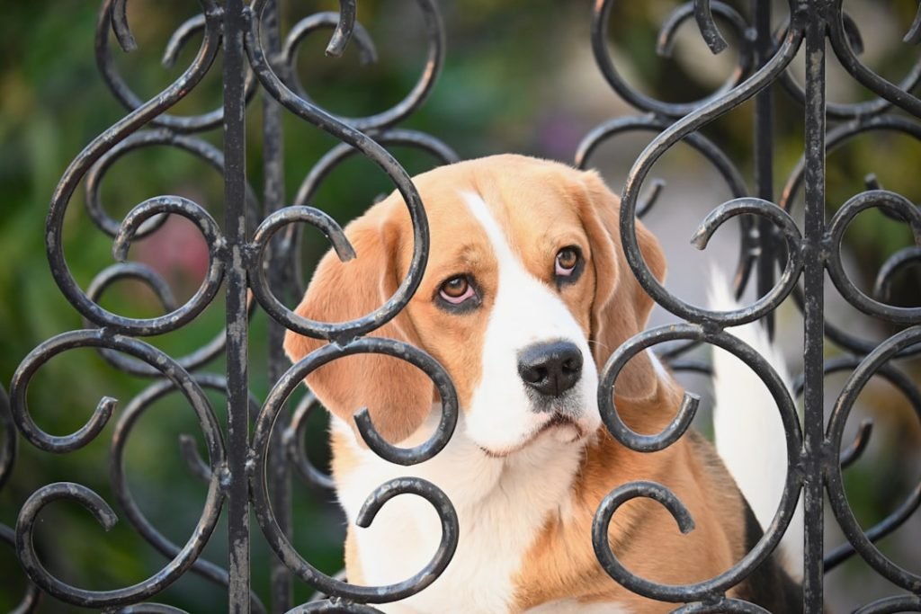 Pet Insurance for Dogs Prices: Affordable Coverage Guide