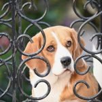 Pet Insurance for Dogs Prices: Affordable Coverage Guide