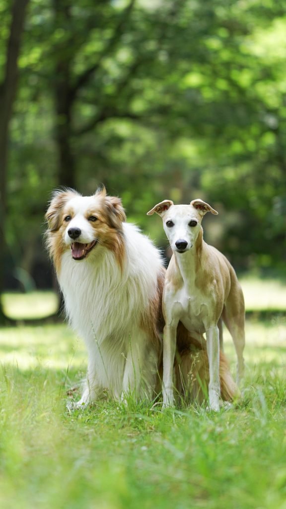 Pet Insurance for Two Dogs: Affordable Protection