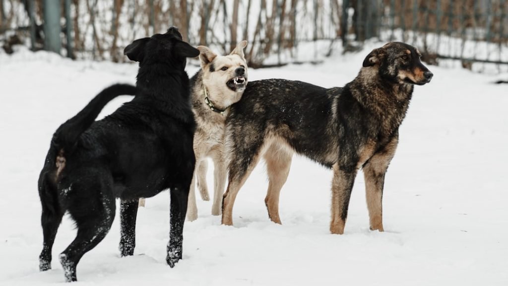 Pitbull Dog Different Breeds: Discover Diverse Varieties