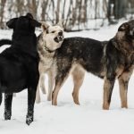 Pitbull Dog Different Breeds: Discover Diverse Varieties