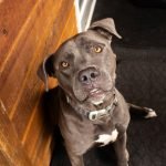 Pitbull Dog Mixed Breeds: Unveiling Unique Companions
