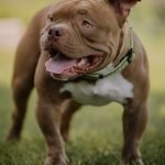 Pitbull Dog Training: Mastering Techniques for Success