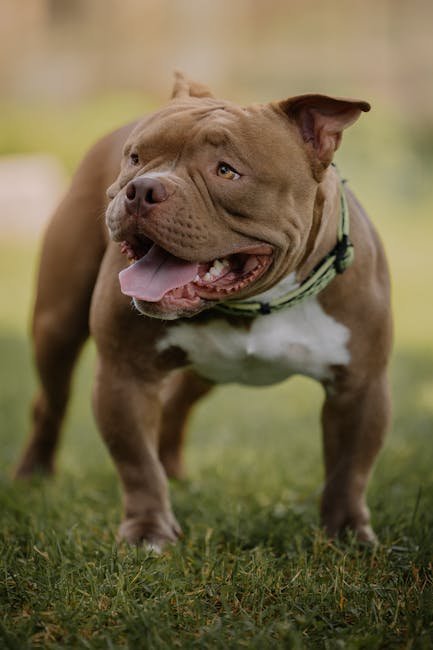 Pitbull Dog Training: Mastering Techniques for Success