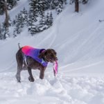 Pointer Dog Breeds: Top Choices for Active Families