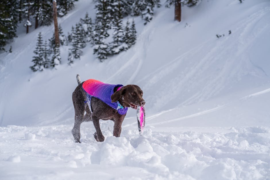 Pointer Dog Breeds: Top Choices for Active Families