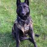 Police Dog Breeds: Discover Top K9 Protectors