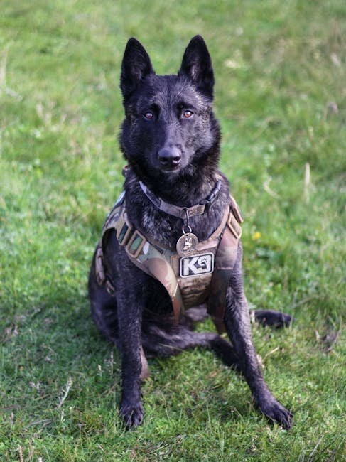 Police Dog Training: Unleash Elite K9 Skills