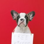 Poochies Dog Grooming: Transform Your Pup’s Look Today!