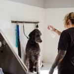 Poodle Dog Grooming Styles: Transform Your Pup Today