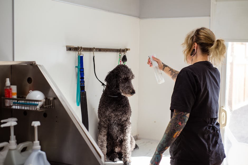 Poodle Dog Grooming Styles: Transform Your Pup Today