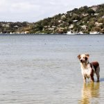 Portuguese Water Dog Health Issues: Vital Care Insights