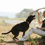 Positive Dog Training: Transform Your Pet’s Behavior