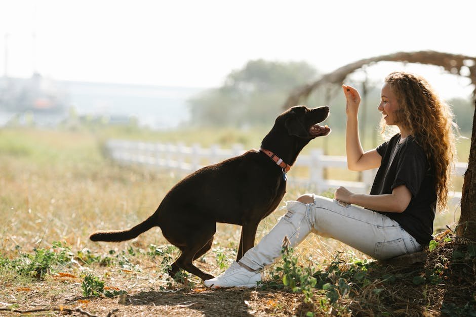 Positive Dog Training: Transform Your Pet’s Behavior