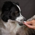 Positive Reinforcement Training Dogs: Transform Behavior Fast