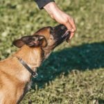 Positive Reward Training for Dogs: Transform Behavior Fast