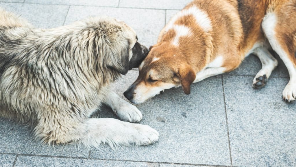Possessive Behaviour in Dogs: Understanding Causes & Solutions