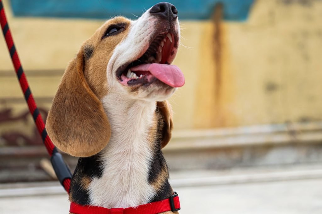 Potty Training Rescue Dog