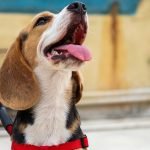 Potty Training Rescue Dog: Proven Tips for Success
