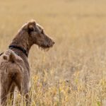 Prairie Dog Diet: Essential Foods for a Healthy Life