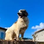 Progressive Homeowners Insurance Dog Breed Restrictions Unveiled