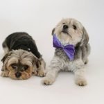 Pup N Suds Dog Grooming: Transform Your Pet’s Style