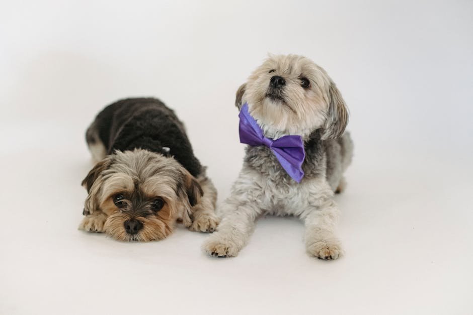 Pup N Suds Dog Grooming: Transform Your Pet’s Style