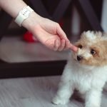 Puppy Luv Dog Grooming: Transform Your Pup’s Style
