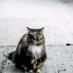 Raining Cats And Dogs Grooming: Tips for Pet Perfection