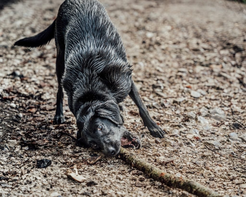 Rattlesnake Aversion Training for Dogs: Essential Survival Skills