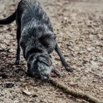 Rattlesnake Aversion Training for Dogs: Essential Survival Skills