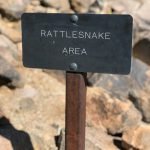 Rattlesnake Dog Training: Essential Tips for Safety