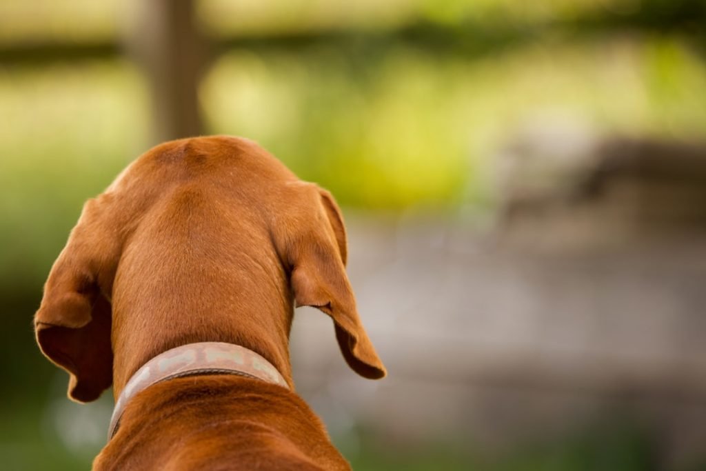 Reactive Behaviour in Dogs: Understanding the Triggers