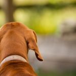 Reactive Behaviour in Dogs: Understanding the Triggers