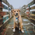 Rescue Trained Dogs: Transforming Lives Every Day