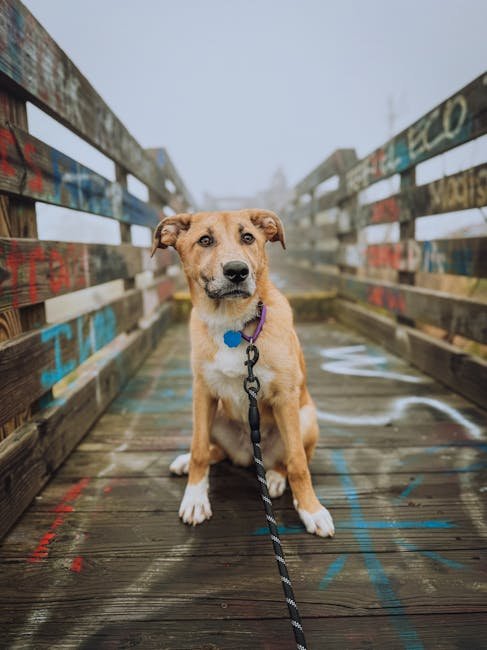 Rescue Trained Dogs: Transforming Lives Every Day