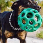 Rottweiler Dog Training: Mastering Obedience Techniques