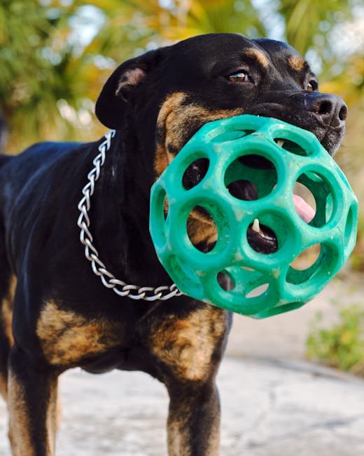 Rottweiler Dog Training: Mastering Obedience Techniques